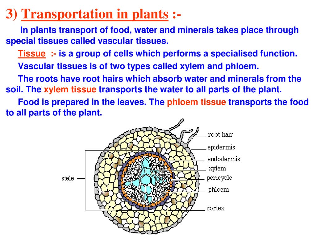 CHAPTER - 11 TRANSPORTATION IN ANIMALS AND PLANTS - ppt download