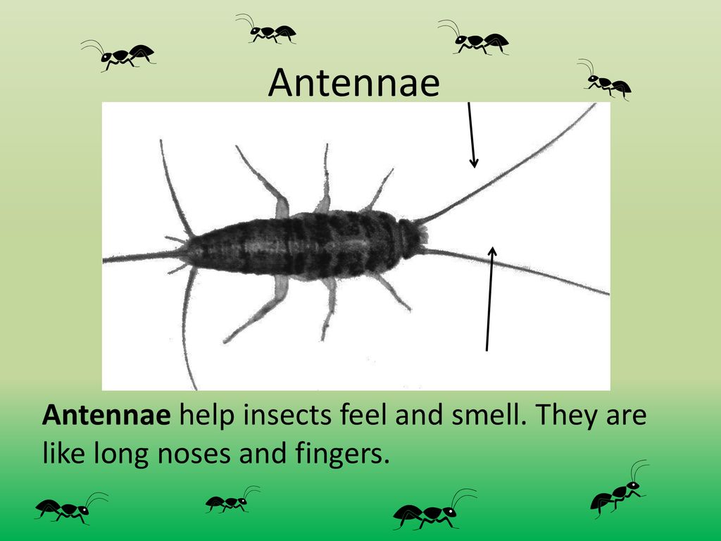 Ants vocabulary