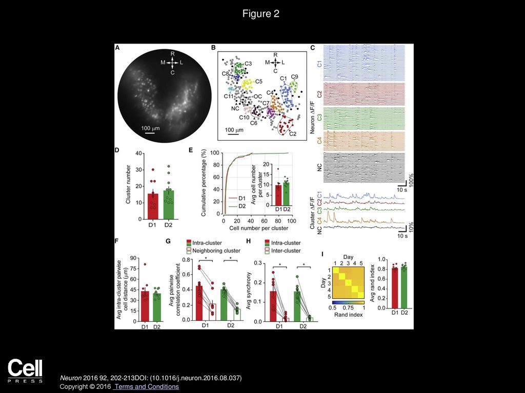 Figure 2 Cluster Analysis Revealed Spatially Compact Neural Clusters Within Dorsal Striatal D1- and D2- MSNs.