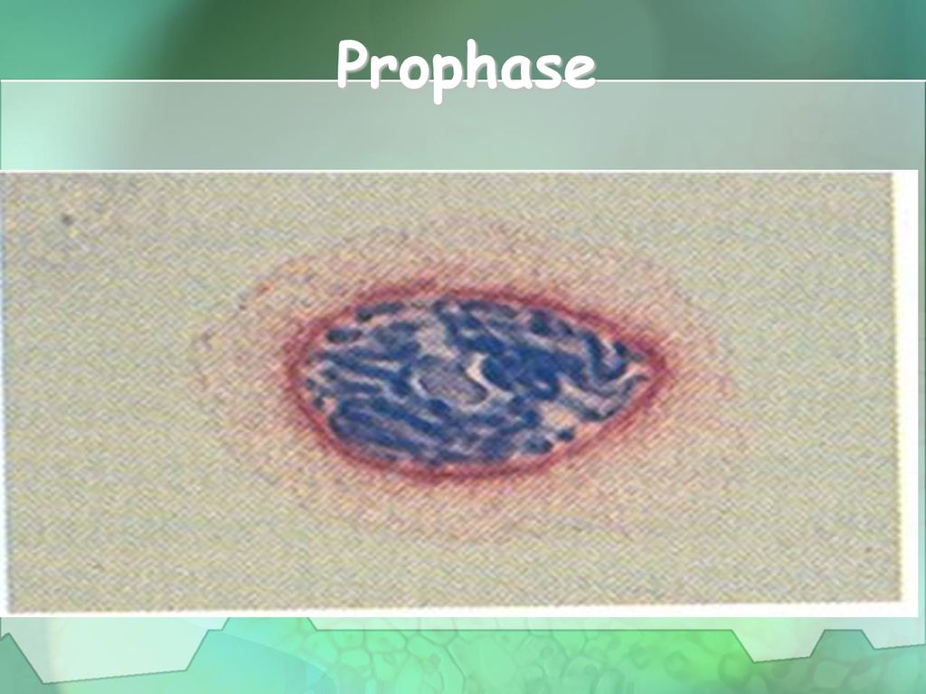 Eukaryotic Chromosomes Biology Diagrams