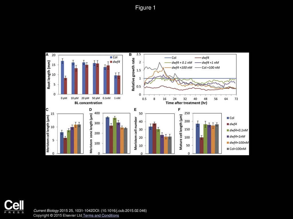 Figure 1 Brassinosteroid Regulates Dynamics of Root Growth in Arabidopsis.