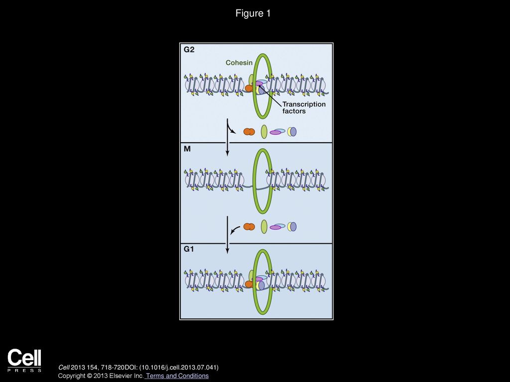 A Cluster to Remember Cell Biology Diagrams