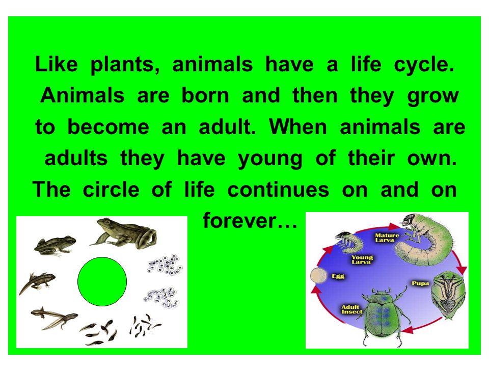 LIFE CYCLES AND GROWTH OF PLANTS AND ANIMALS - ppt video online download