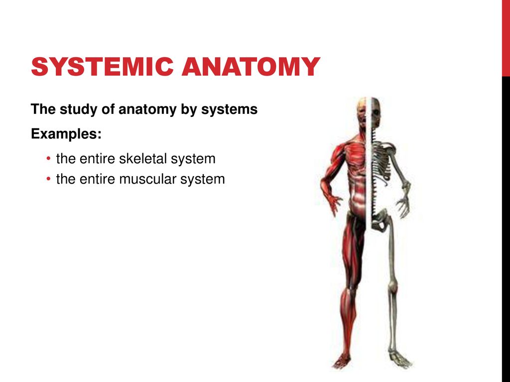Understanding The Intricacies Of Systemic Anatomy: A Comprehensive Guide Biology Diagrams