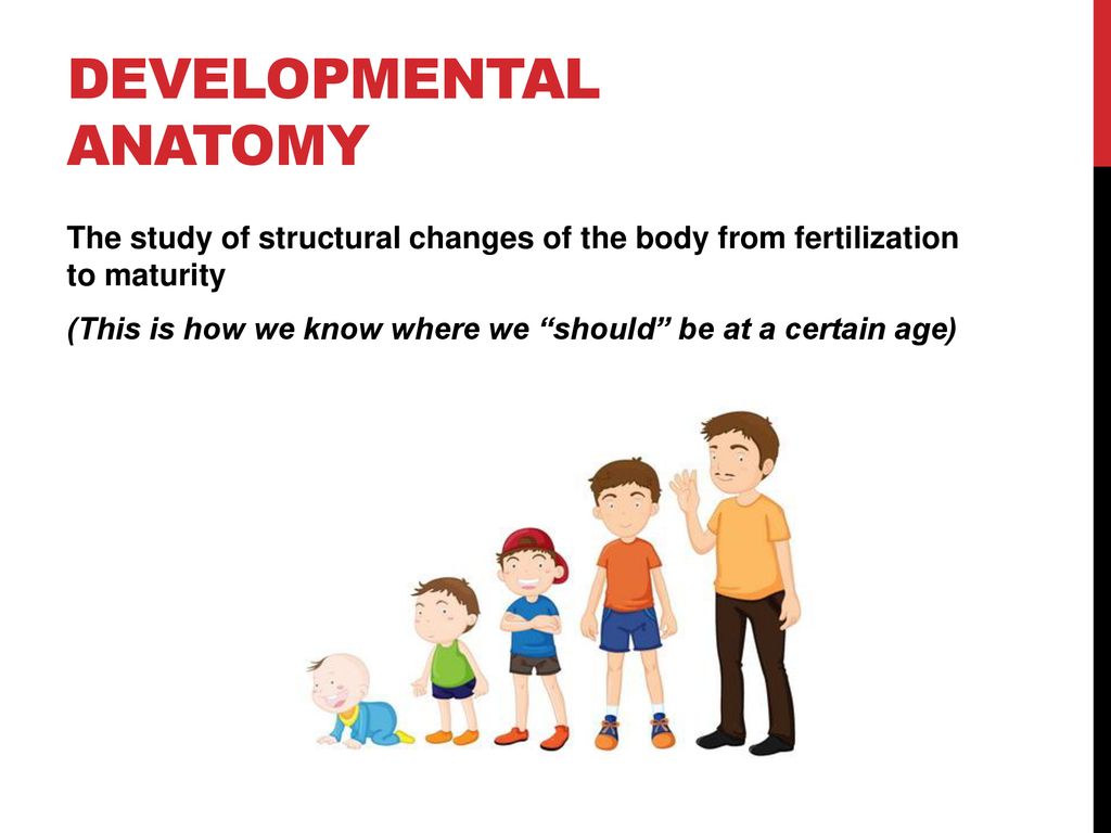 Introduction to Anatomy Biology Diagrams