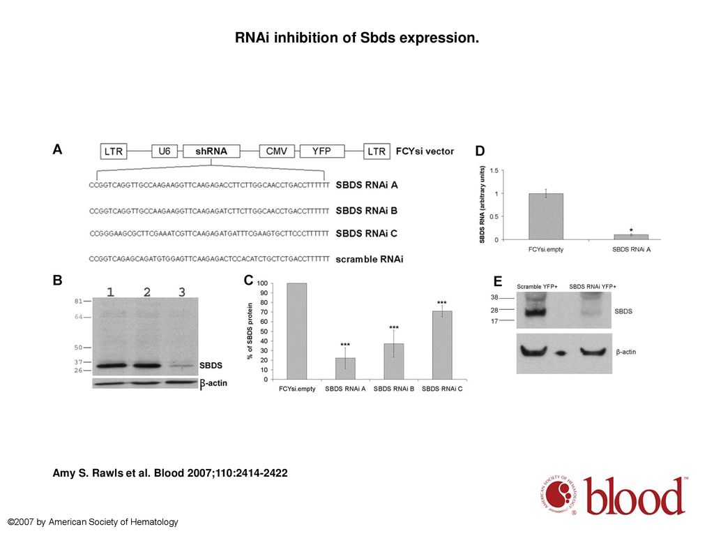RNAi inhibition of Sbds expression.