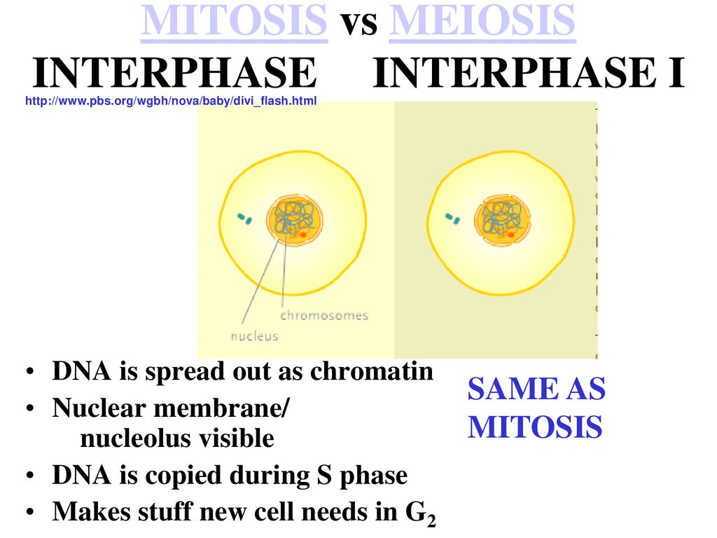 meiosis interphase