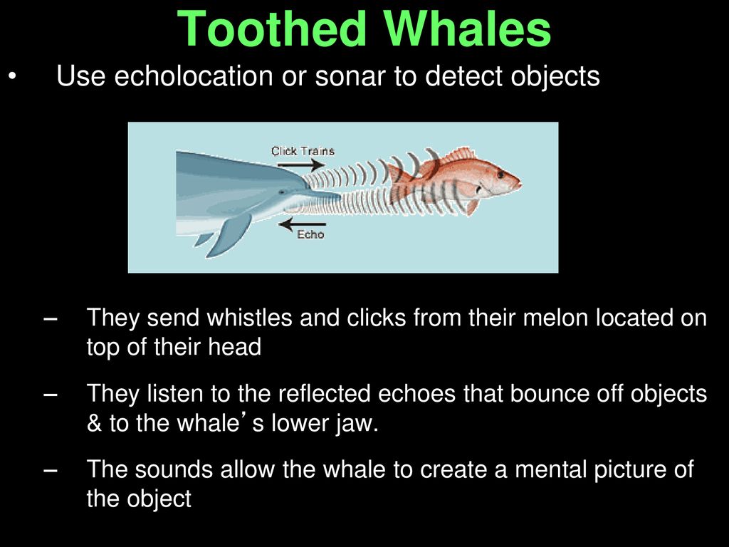 Mammals. - ppt download