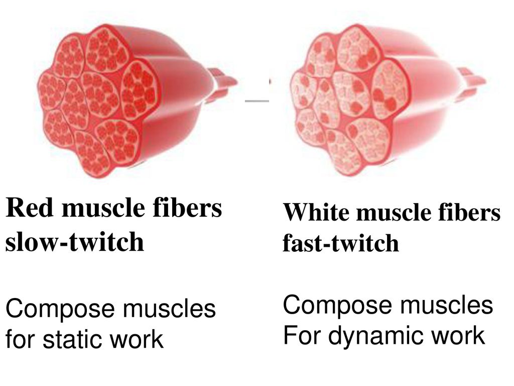 Myology Ppt Download