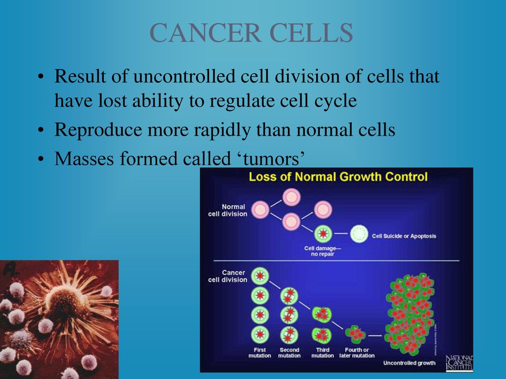 CELL REPRODUCTION THE CELL CYCLE AND MITOSIS. Biology Diagrams