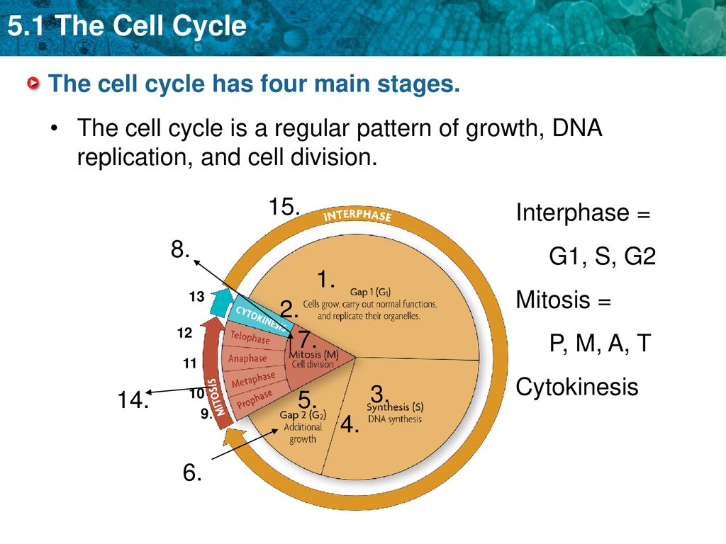 KEY CONCEPT Cells have distinct phases of growth, reproduction, and ... Biology Diagrams