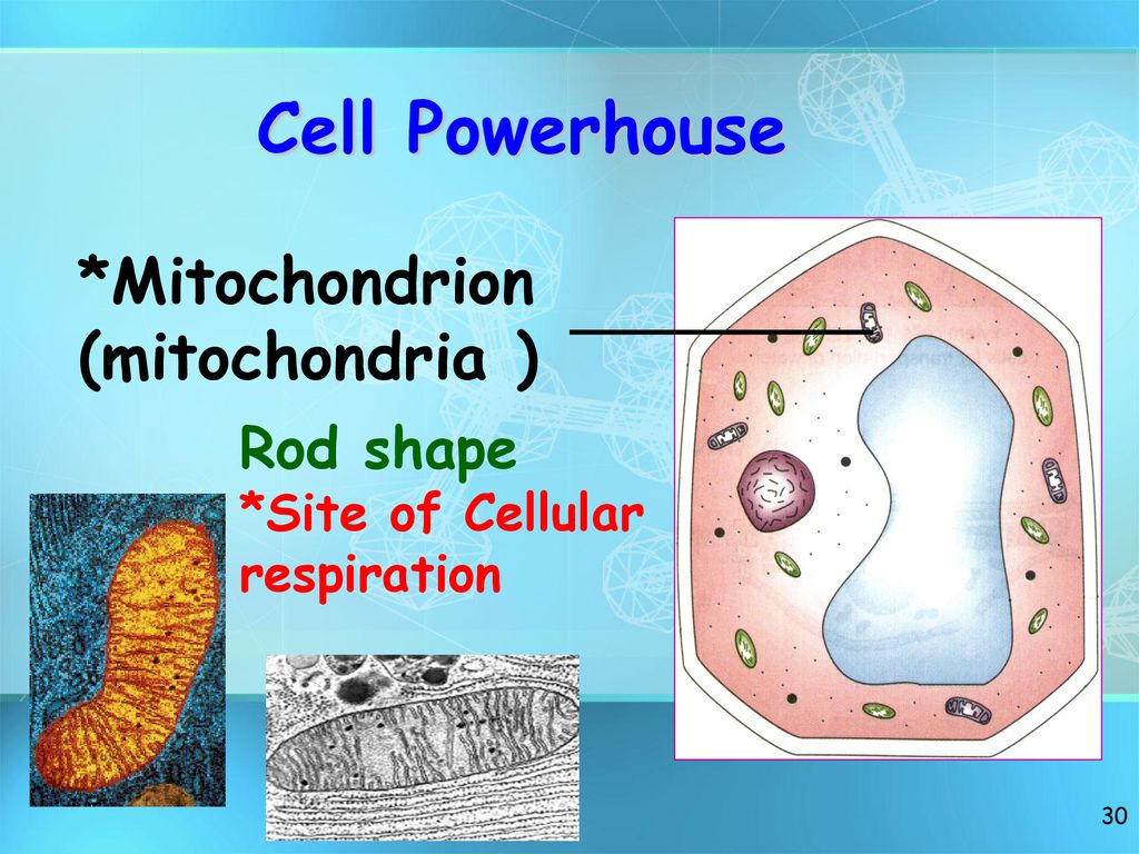 Basic Structure Of A Cell - Ppt Download