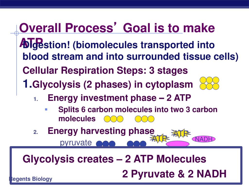 Overall Process’ Goal is to make ATP