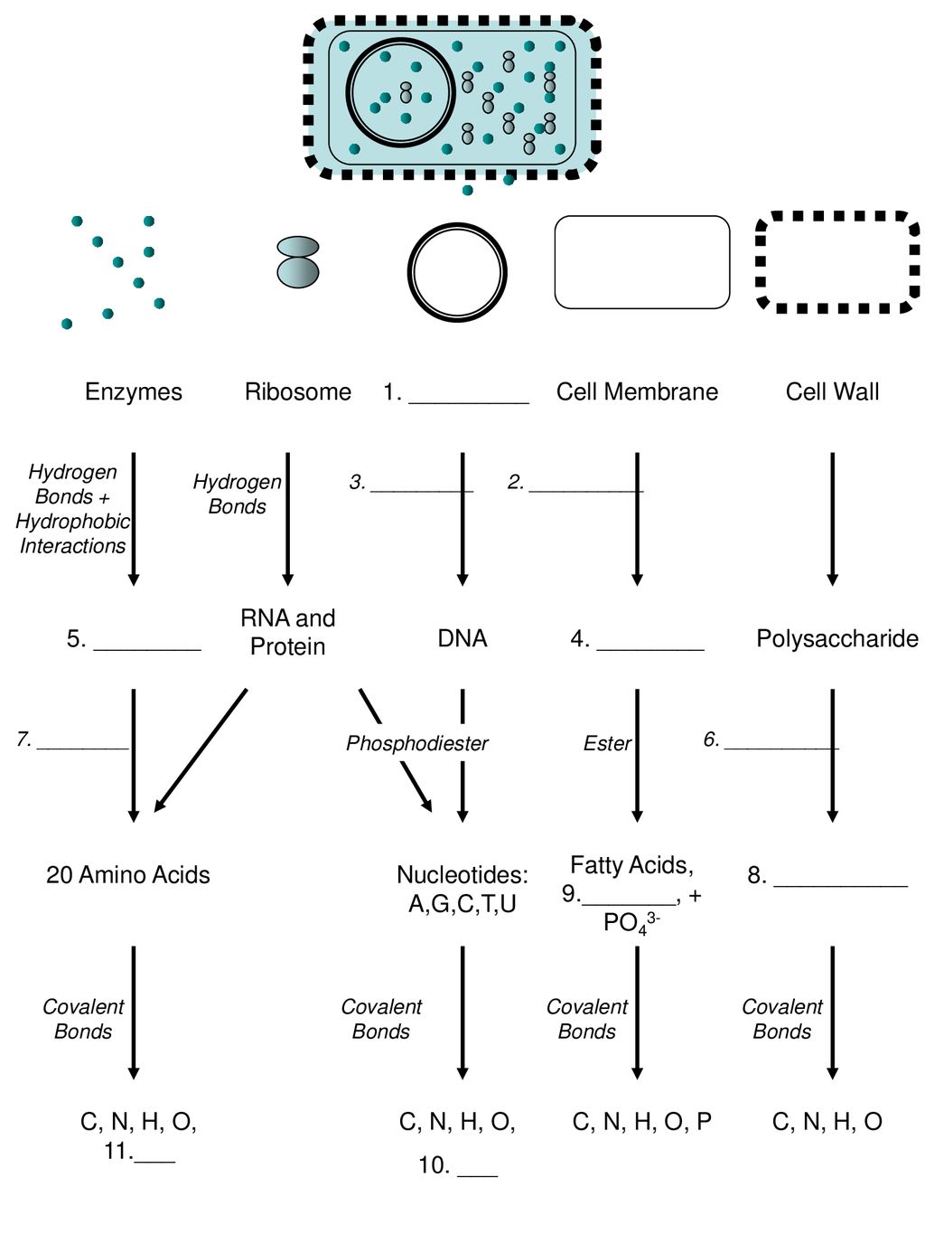 Fatty Acids Glycerol Po Amino Acids Nucleotides A G C T U Ppt Download