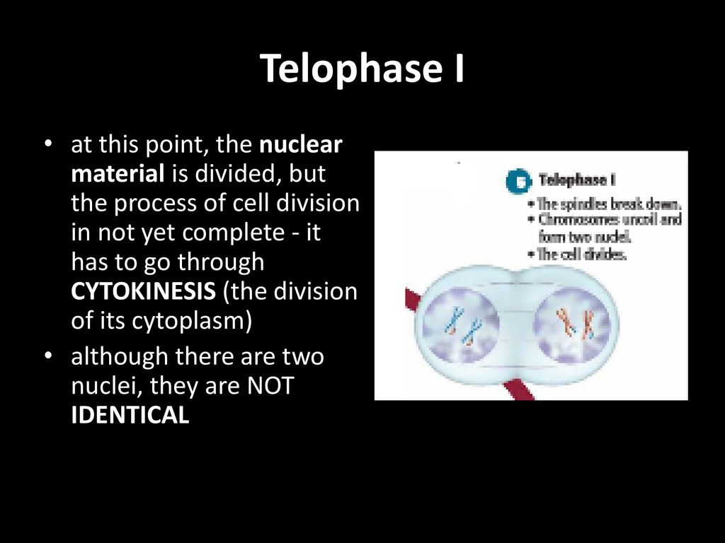 Chapter 10 Section 1 Meiosis ppt download Biology Diagrams