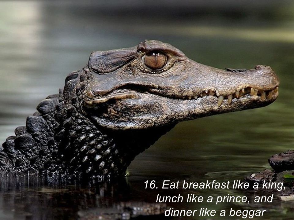 16. Eat breakfast like a king, lunch like a prince, and
