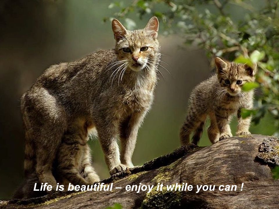 Life is beautiful – enjoy it while you can !