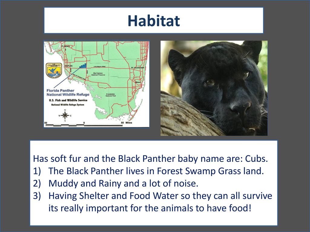 The Black panther By: Evan Chosset - ppt download