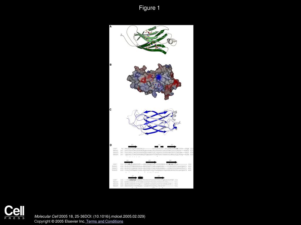 Figure 1 Crystal Structure of the USP7 NTD with EBNA1 Peptide