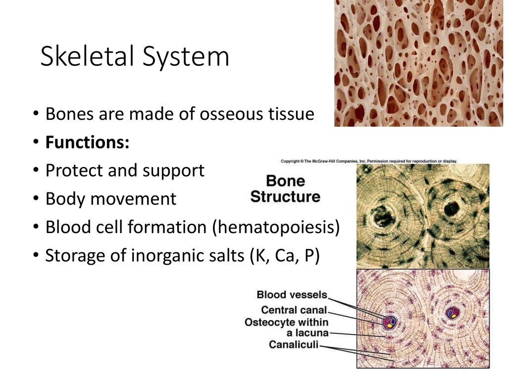 Skeletal system ppt download
