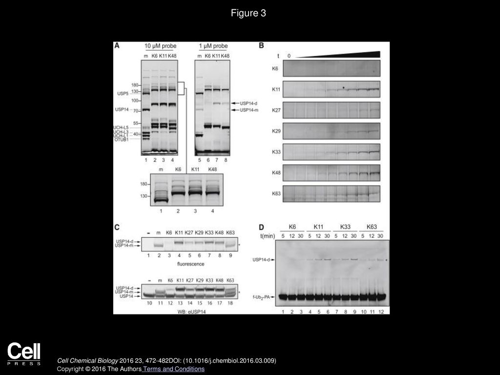 Figure 3 Differential Labeling of DUBs in Lysate with Non-hydrolyzable Probes Targeting S1-S2 Sites.