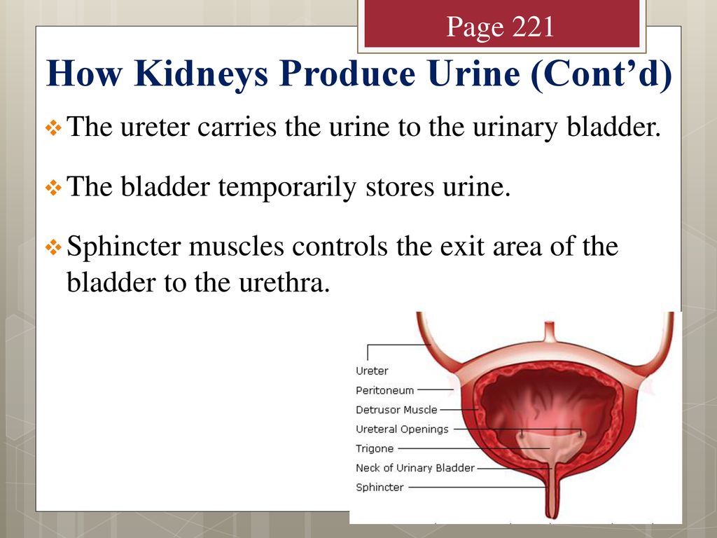 Urinary System Chapter 7 Pages 215 – ppt download