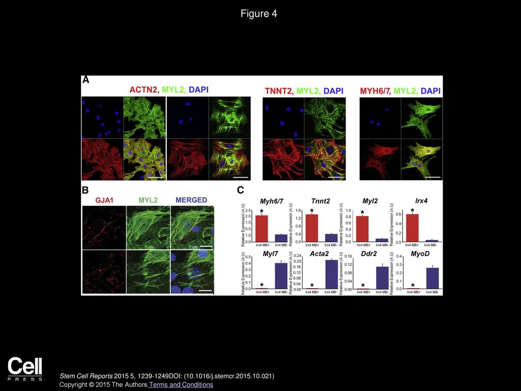 Figure 4 Characterization of Purified Ventricular CMs through IRX4-2 MBs.