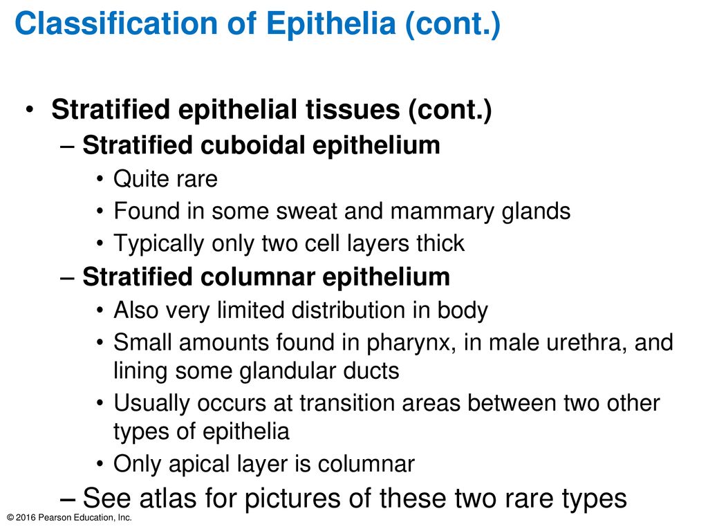 Classification of Epithelia (cont.)