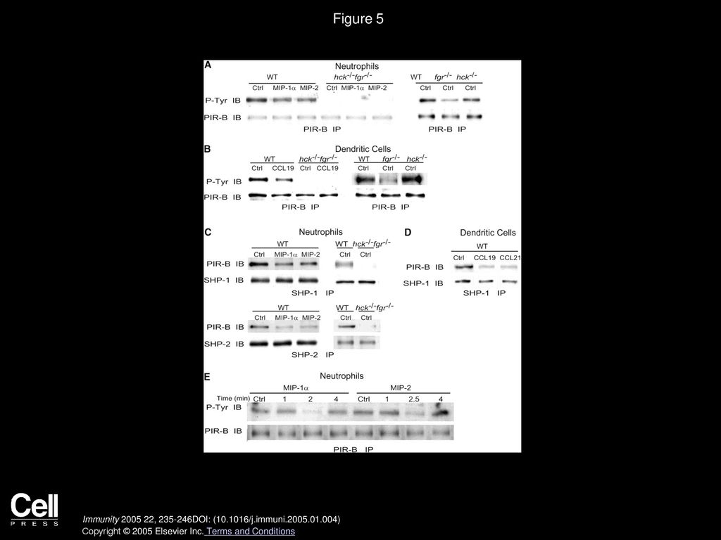 Figure 5 Tyrosine Phosphorylation of PIR-B and Association of PIR-B with SHP-1/SHP-2 Is Reduced in hck−/−fgr−/− Neutrophils and DCs.