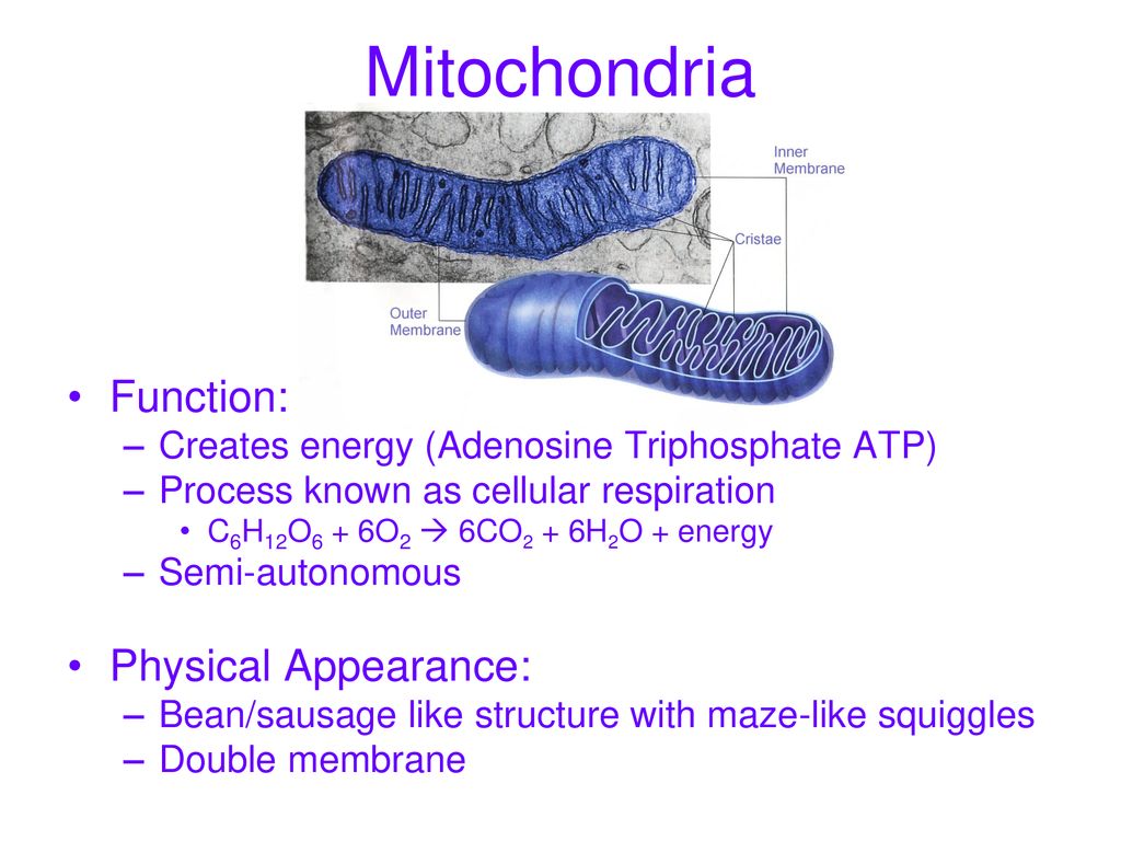 Cell Organelles Biology CP Biology Diagrams