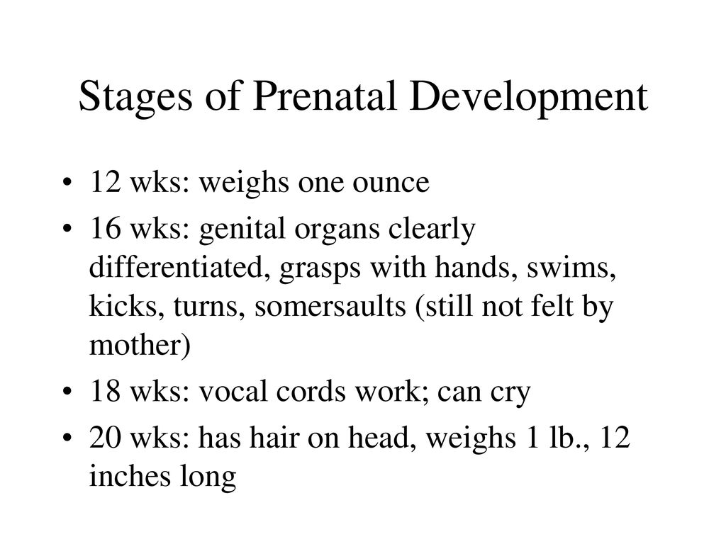 Stages of Prenatal Development