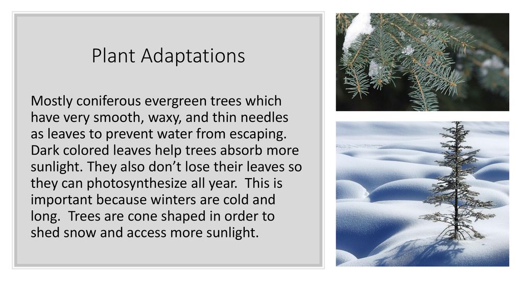 Taiga Plant Adaptations