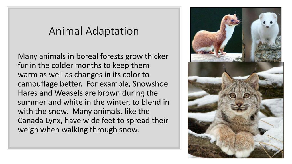 Boreal Forests (Taiga) Biome Project - ppt download