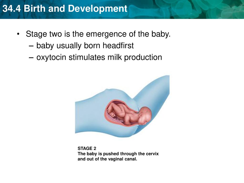 Birth occurs in three stages ppt download