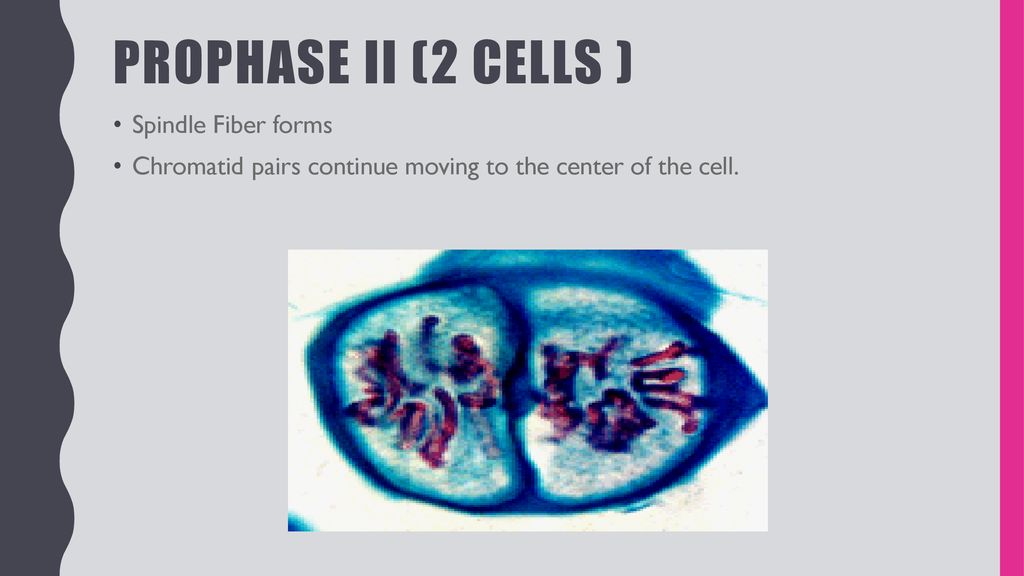 Meiosis. - ppt download