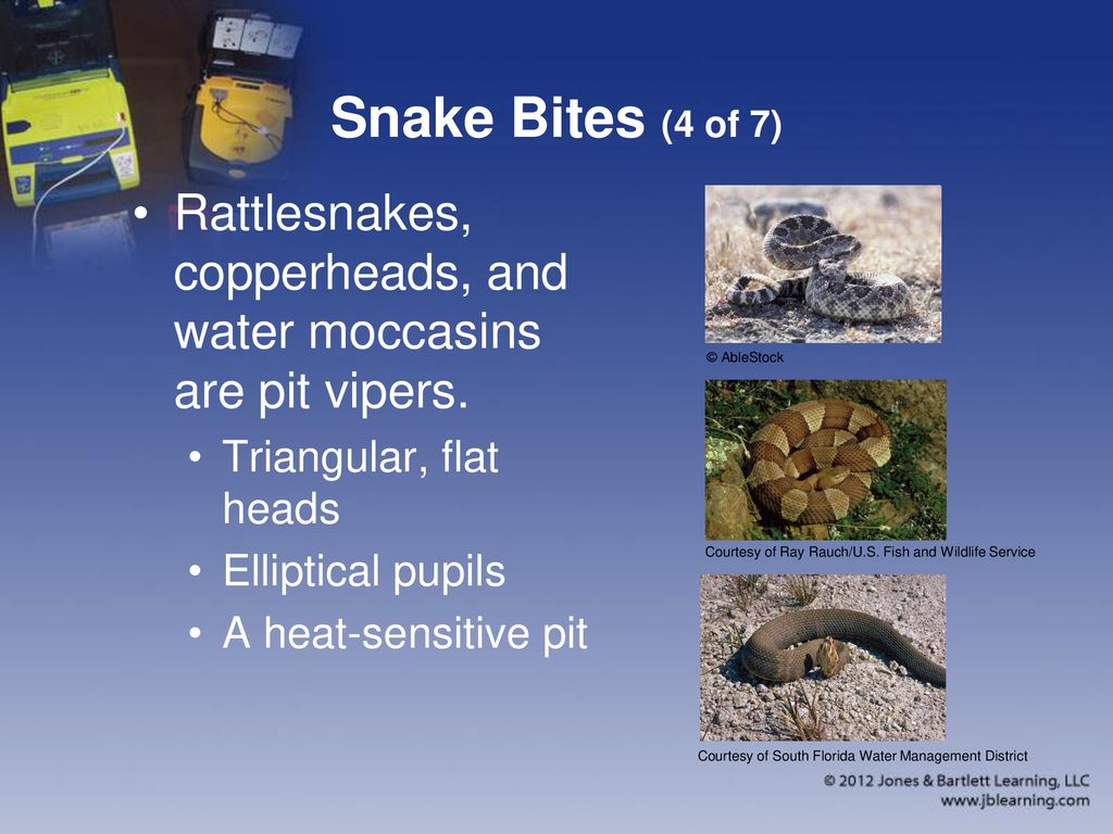 Snake Bites (4 of 7) Rattlesnakes, copperheads, and water moccasins are pit vipers. Triangular, flat heads.