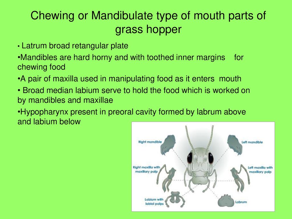 Mouth parts of insects. - ppt download