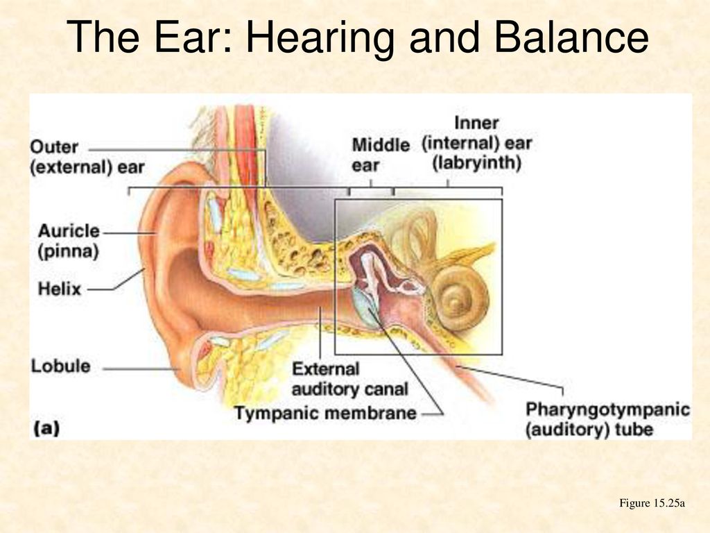 Ear hearing. Наружное ухо на английском. Структуры уха сенсоры. Среднее ухо анатомическая модель.