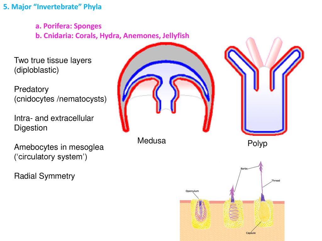 5. Major Invertebrate Phyla
