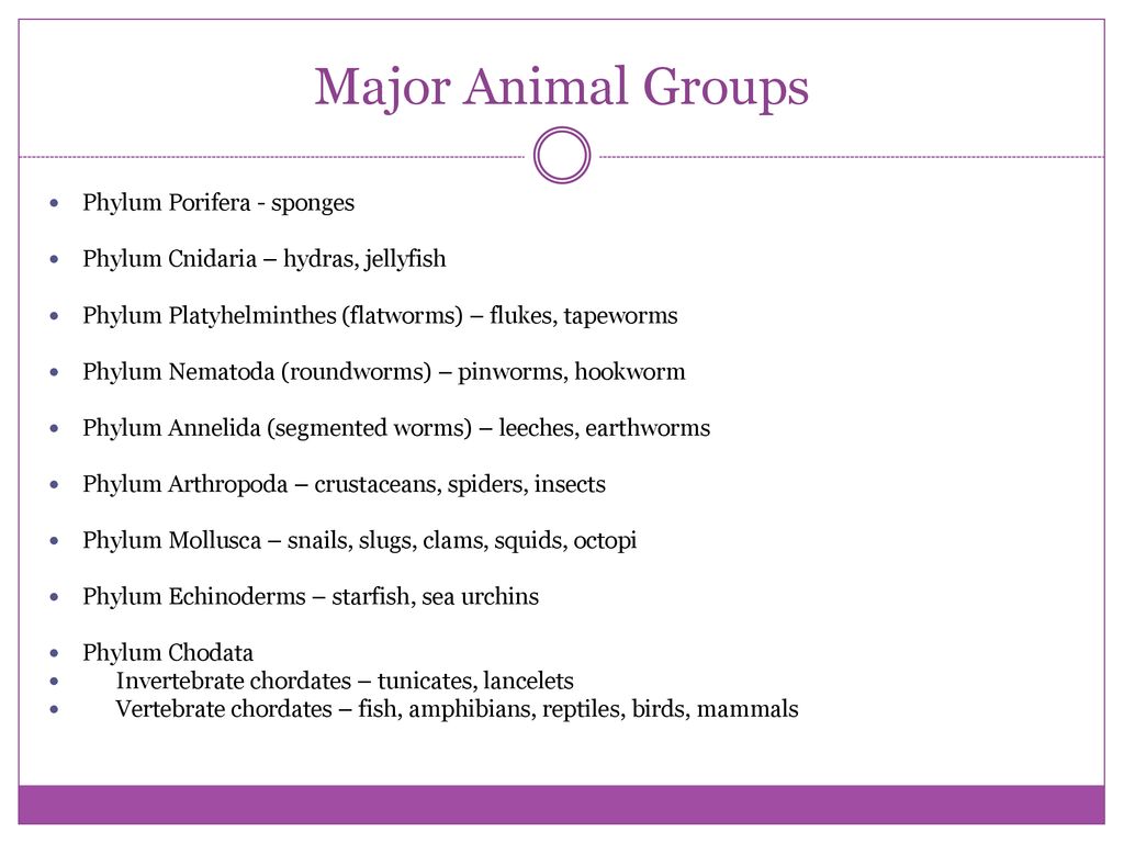 Kingdom Animalia. - ppt download