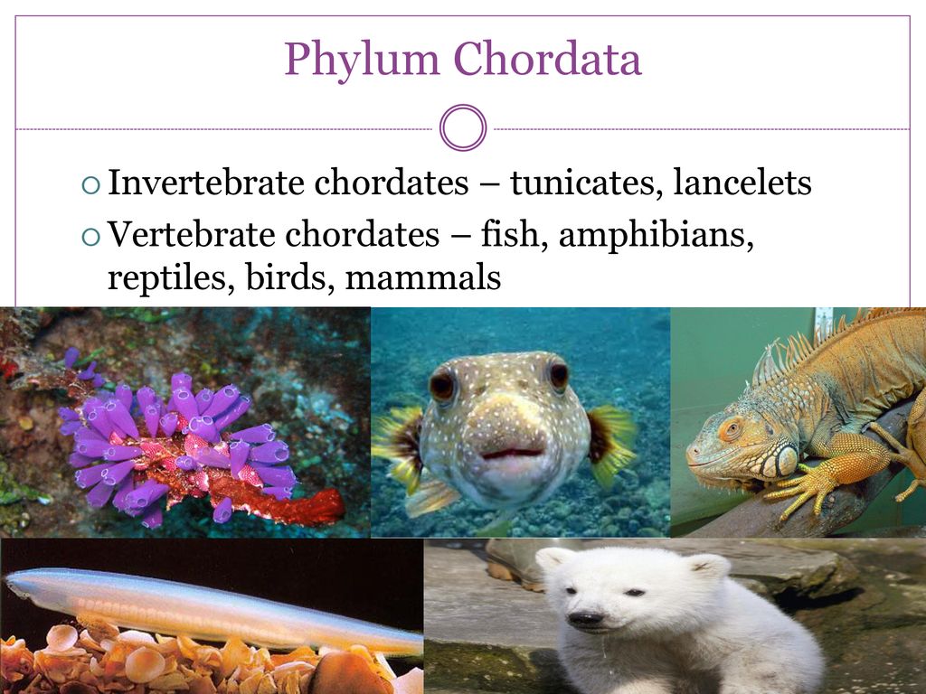 Phylum Chordata Invertebrate chordates – tunicates, lancelets
