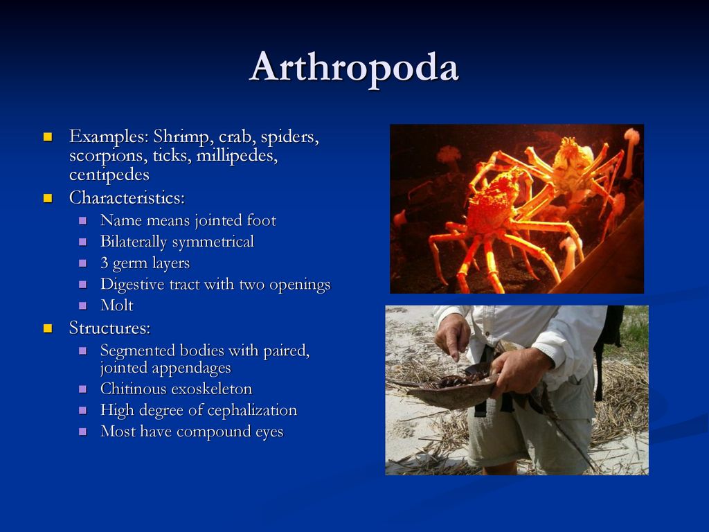 Invertebrates. - ppt download