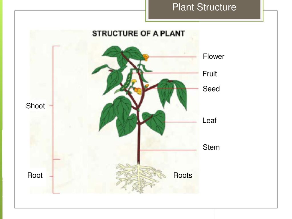 Plant structure. Plant на английском.