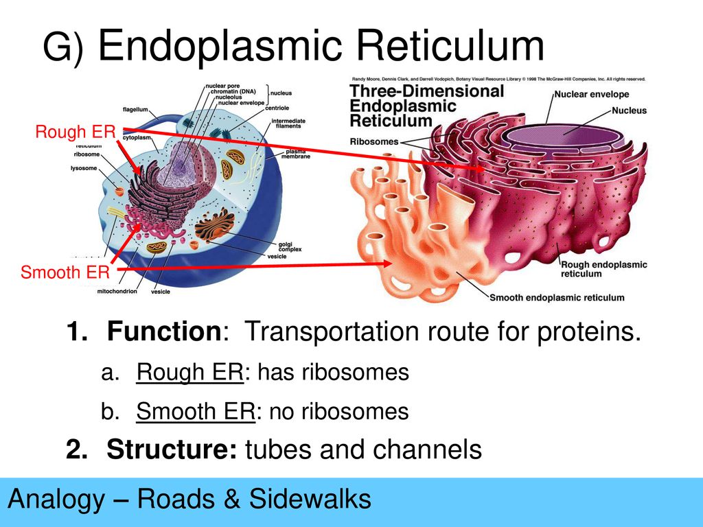 G) Endoplasmic Reticulum