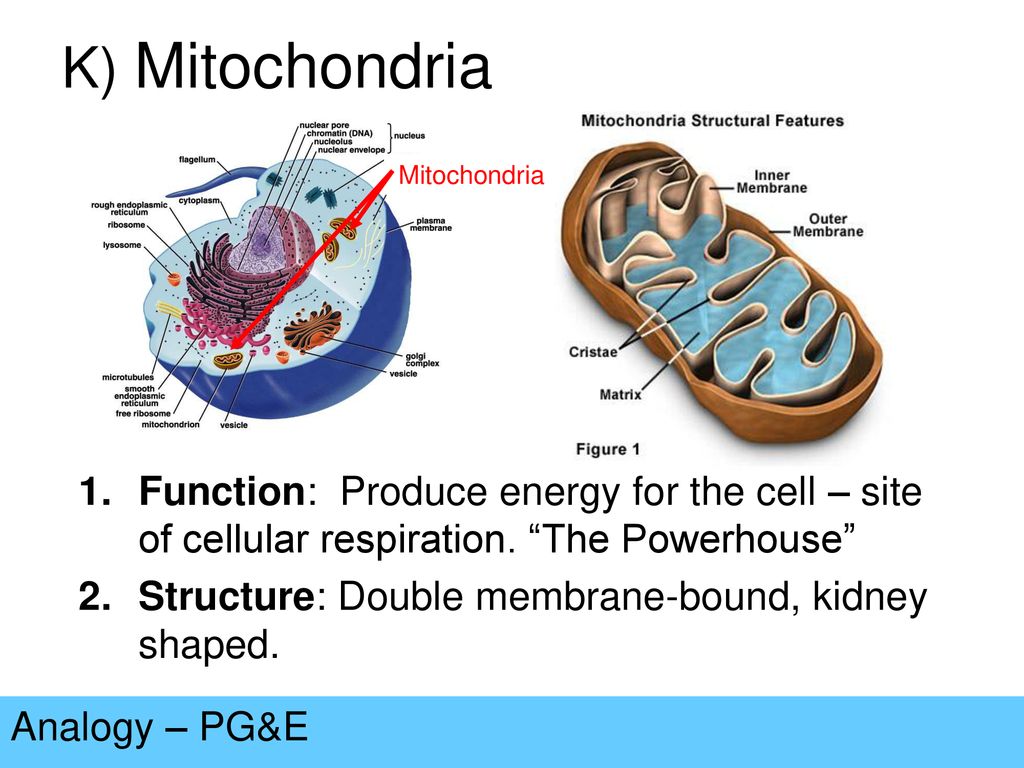 K) Mitochondria Mitochondria. Function: Produce energy for the cell – site of cellular respiration. The Powerhouse