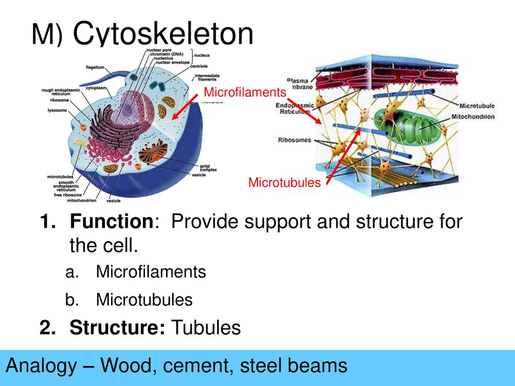 M) Cytoskeleton Function: Provide support and structure for the cell.