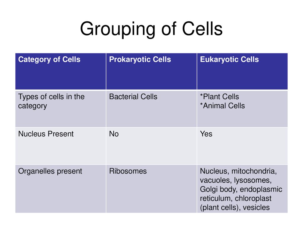 Cell Organelles Eukaryotic Cells Ppt Download