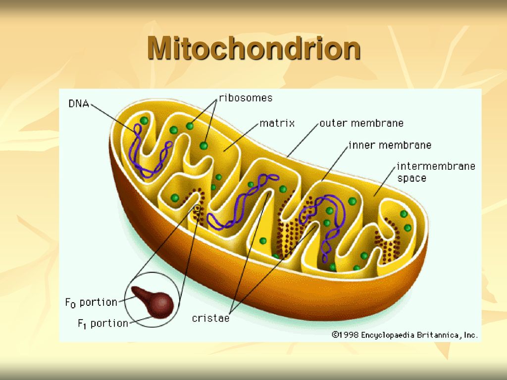 Митохондрии имеют строение. Строение митохондрии. Внуиркнняя месьрага митхонодрии. Строение внутренней мембраны митохондрий. Строение матрикса митохондрий.