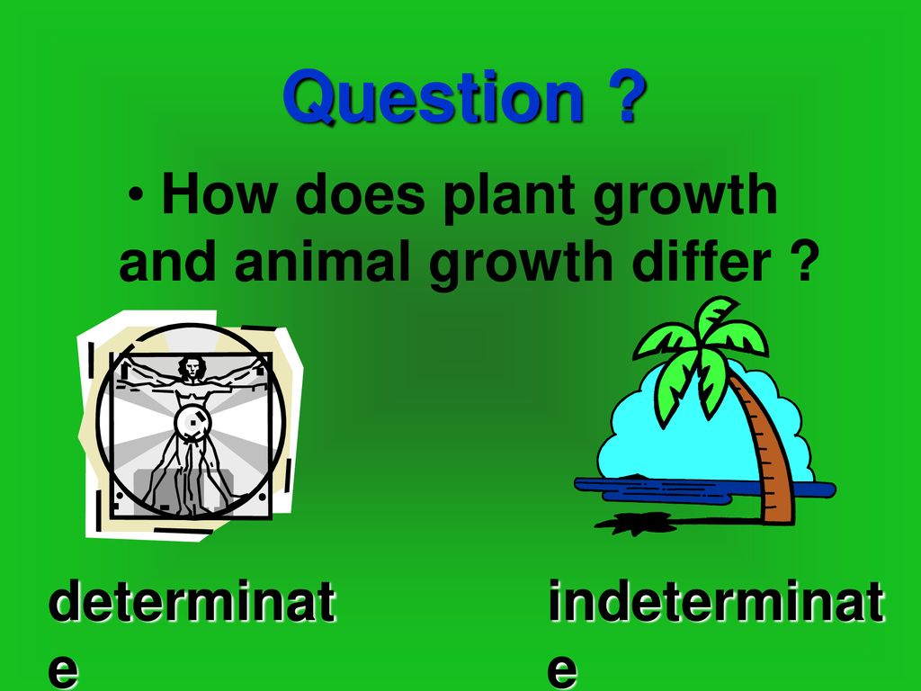 How does plant growth and animal growth differ