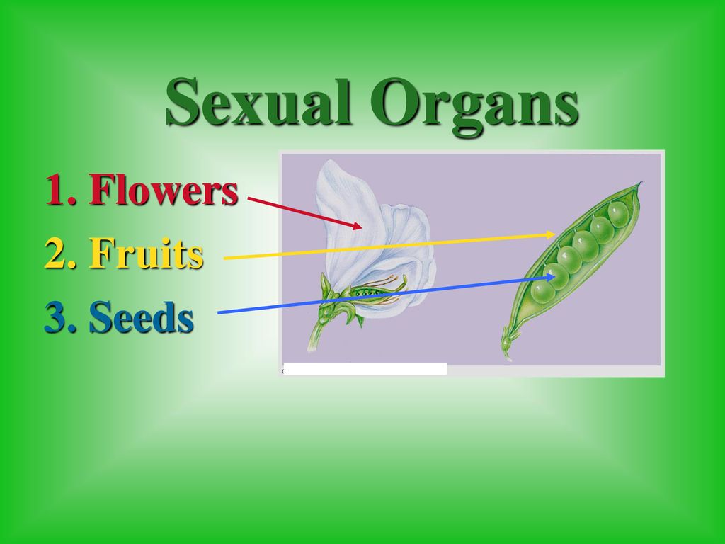 Sexual Organs 1. Flowers 2. Fruits 3. Seeds